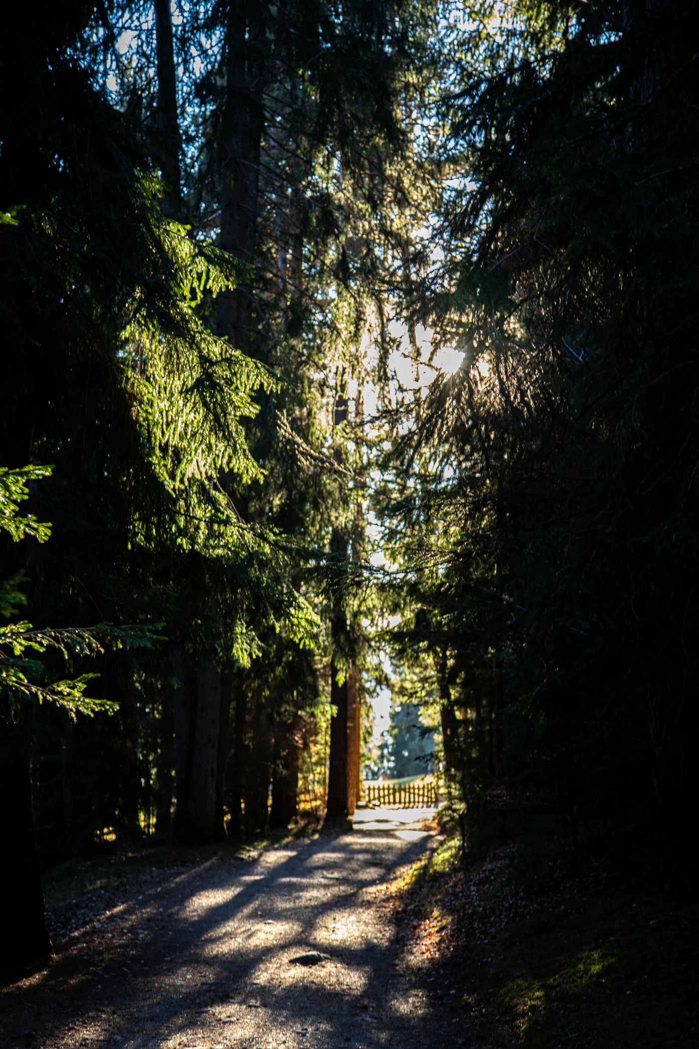 Waldweg zwischen hohen dunklen Nadelbäumen, am Ende des Wegs fällt Gegenlicht durch die Bäume, dahinter ein Zaun