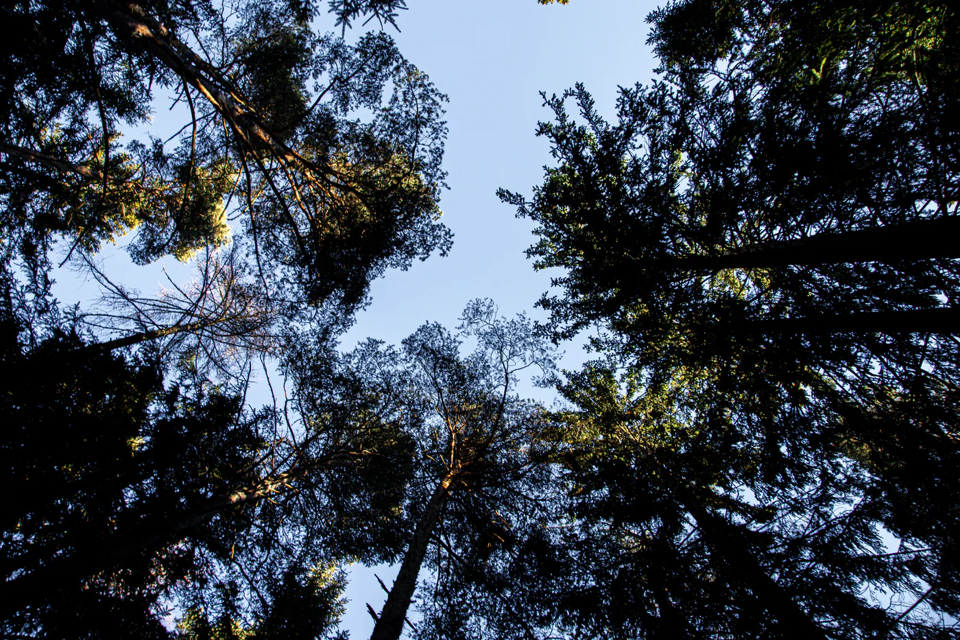 Blick senkrecht nach oben in die Kronen hoher Bäume, dunkle Silhouetten vor blauem Himmel